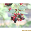 복분자딸기(Rubus coreanus Miq.) : 고들빼기