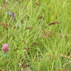 애괭이사초(Carex laevissima Nakai) : 고들빼기