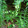 천문동(Asparagus cochinchinensis (Lour.) Merr.) : 바지랑대
