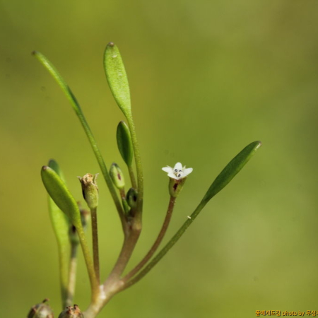 등포풀(Limosella aquatica L.) : 무심거사