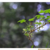 까막바늘까치밥나무(Ribes horridum Rupr. ex Maxim.) : 벼루