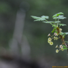 까막바늘까치밥나무(Ribes horridum Rupr. ex Maxim.) : 벼루