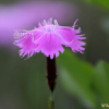 패랭이꽃(Dianthus chinensis L.) : 晴嵐