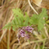 빗살서덜취(Saussurea odontolepis Sch.Bip. ex Maxim.) : 산들꽃