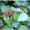 산가막살나무(Viburnum wrightii Miq.) : 무심거사