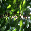 산복사나무(Prunus davidiana (Carriere) Franch.) : 산들꽃
