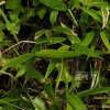 섬조릿대(Sasa kurilensis (Rupr.) Makino & Shibata) : 통통배