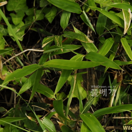 섬조릿대(Sasa kurilensis (Rupr.) Makino & Shibata) : 통통배