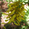 갯취(Ligularia mongolica (Turcz.) DC.) : 통통배