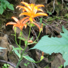 하늘말나리(Lilium tsingtauense Gilg) : 통통배