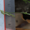 가는청사초(Carex puberula Boott) : 도리뫼