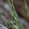 가는청사초(Carex puberula Boott) : 도리뫼