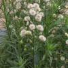 실망초(Erigeron bonariensis L.) : 무심거사
