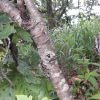 다릅나무(Maackia amurensis Rupr.) : 파랑새