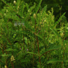 개황기(Astragalus uliginosus L.) : 벼루