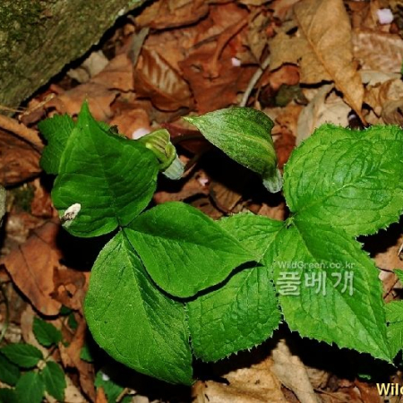 천남성(Arisaema amurense Maxim. f. serratum (Nakai) Kitag.) : 초문동
