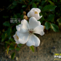 찔레꽃 : 흰여울누리
