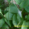 산마늘(Allium microdictyon Prokh.) : 塞翁之馬