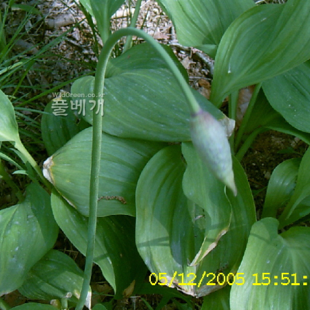 산마늘(Allium microdictyon Prokh.) : 현촌