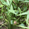 벗풀(Sagittaria trifolia L.) : 바지랑대