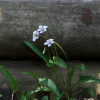 흰들제비꽃(Viola betonicifolia var. albescens (Nakai) F. Maek. & T. Hashim.) : 도리뫼