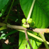 덩굴옻나무(Toxicodendron orientale Greene) : 박용석