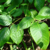 덩굴옻나무(Toxicodendron orientale Greene) : 박용석
