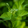 넓은잎큰조롱(Cynanchum boudieri) : habal