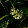 넓은잎큰조롱(Cynanchum boudieri) : habal