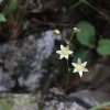 나도여로(Anticlea sibirica (L.) Kunth) : 통통배