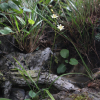 나도여로(Anticlea sibirica (L.) Kunth) : 통통배