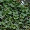 부채괴불이끼(Crepidomanes minutum (Blume) K.Iwats.) : 벼루