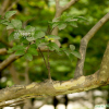 배롱나무(Lagerstroemia indica L.) : 카르마