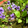 각시제비꽃(Viola boissieuana Makino) : 통통배
