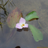 물질경이(Ottelia alismoides (L.) Pers.) : 산들꽃