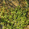 물벼룩이자리(Elatine triandra Schkuhr) : 무심거사
