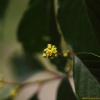 망개나무(Berchemia berchemiifolia (Makino) Koidz.) : hary