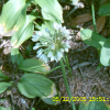 산마늘(Allium microdictyon Prokh.) : 현촌