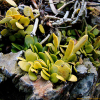 콩짜개덩굴(Lemmaphyllum microphyllum C.Presl) : 晴嵐
