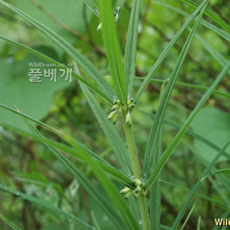 층층둥굴레(Polygonatum stenophyllum Maxim.) : 벼루