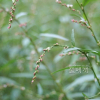 여뀌(Persicaria hydropiper (L.) Delarbre) : 고들빼기
