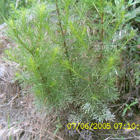 사철쑥(Artemisia capillaris Thunb.) : 현촌