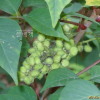 개옻나무(Toxicodendron trichocarpum (Miq.) Kuntze) : 통통배