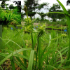 도깨비사초(Carex dickinsii Franch. & Sav.) : 벼루