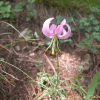 솔나리(Lilium cernuum Kom.) : 둥근바위솔