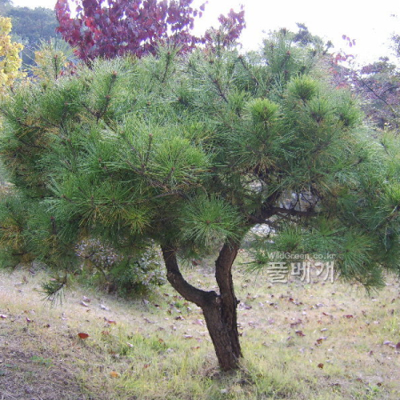 곰솔(Pinus thunbergii Parl.) : 塞翁之馬