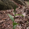 은난초(Cephalanthera erecta (Thunb. ex Murray) Blume) : 둥근바위솔