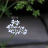고수(Coriandrum sativum L.) : 고들빼기