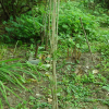 천문동(Asparagus cochinchinensis (Lour.) Merr.) : 바지랑대