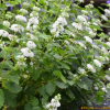 흰층꽃나무(Caryopteris incana for. candida Hara) : 꽃천사